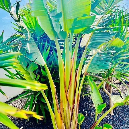 Willa El Palmeral - Exlusive With Private, Heated Pool In *