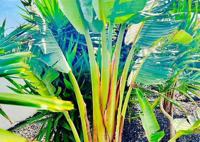 Willa El Palmeral - Exlusive With Private, Heated Pool In *